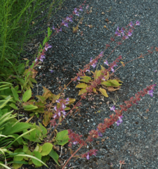 Salvia forskaehlei
