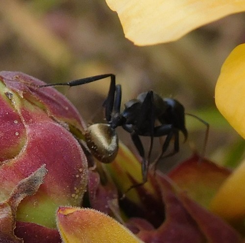 Silky Sugar ant