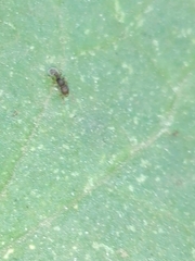 Tetramorium walshi