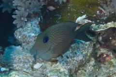 Ctenochaetus binotatus