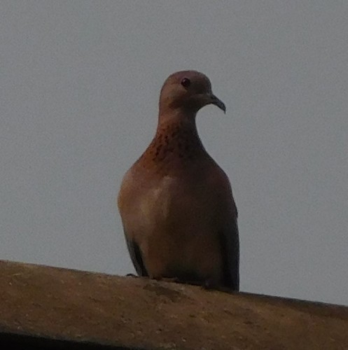 Laughing Dove