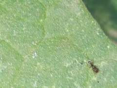 Tetramorium walshi