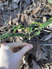 Macadamia integrifolia