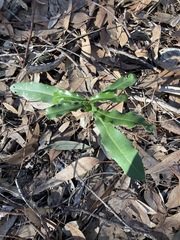 Macadamia integrifolia