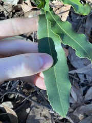 Macadamia integrifolia