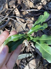 Macadamia integrifolia