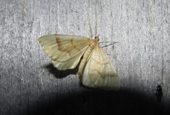 Eulithis mellinata