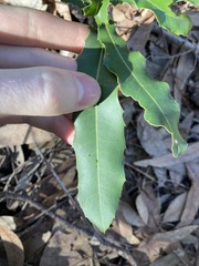 Macadamia integrifolia