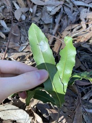 Macadamia integrifolia