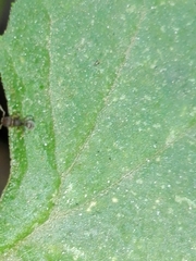 Tetramorium walshi