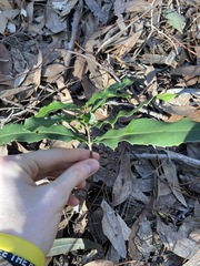 Macadamia integrifolia