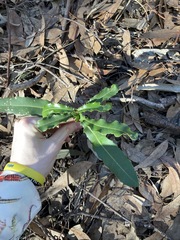 Macadamia integrifolia