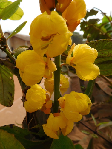 Candelabra Bush