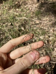 Aristida vagans
