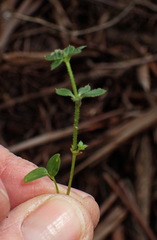 Asperula gunnii
