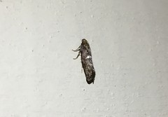 Acrolepiopsis assectella