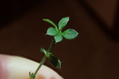 Asperula gunnii