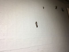 Acrolepiopsis assectella