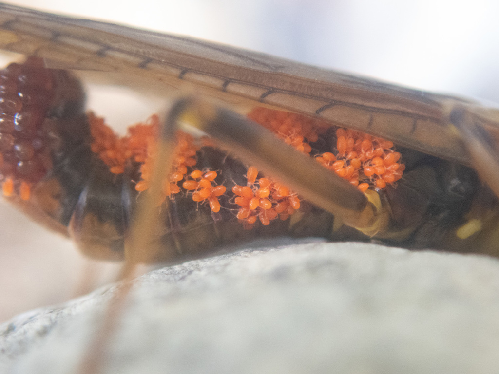 Stygothrombiidae