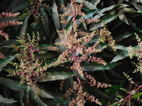 Indian mango