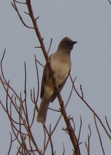 Common Bulbul