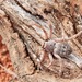 Southern Grey Huntsman - Photo (c) Tony and Jenny Dominelli, some rights reserved (CC BY-NC), uploaded by Tony and Jenny Dominelli