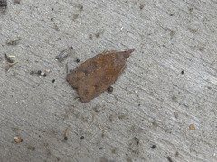 Planotortrix notophaea