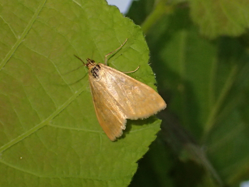 Sitochroa verticalis