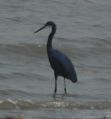 Egretta gularis