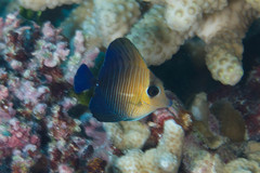 Zebrasoma scopas