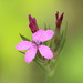 Dianthus armeria - Photo (c) Valentin Hamon, algunos derechos reservados (CC BY-NC), uploaded by Valentin Hamon