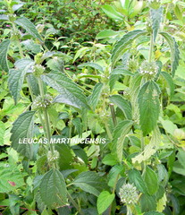 Leucas martinicensis