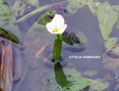 Ottelia alismoides