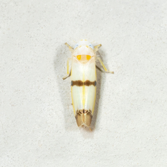 Empoa gillettei