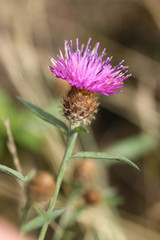 Centaurea decipiens