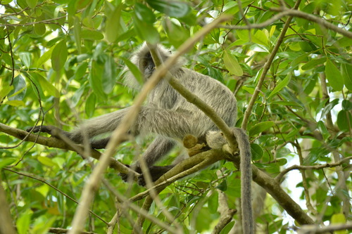 Silvered Leaf Monkey, photo 2 of 8
