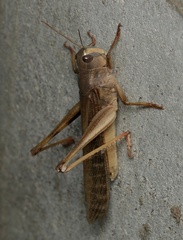 Locusta migratoria migratorioides