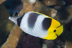 Chaetodon ulietensis