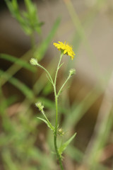 Crepis setosa