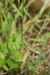 Crepis setosa