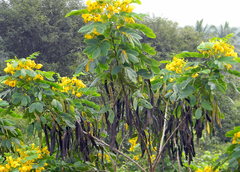 Senna surattensis