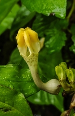 Ceropegia evansii