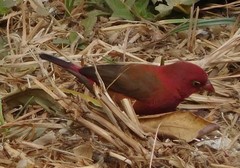 Lagonosticta senegala