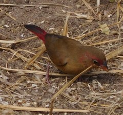 Lagonosticta senegala