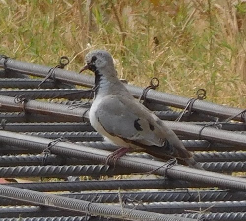 Namaqua Dove