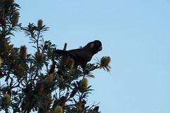 Zanda funerea funerea