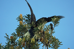 Zanda funerea funerea