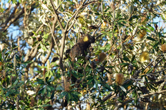 Zanda funerea funerea