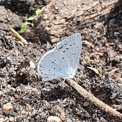 Celastrina argiolus