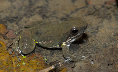 Colostethus panamansis
